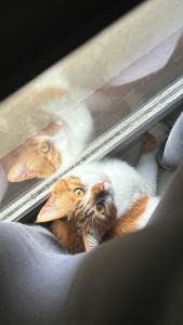 Photo de galerie - Garde chat