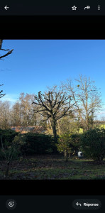 Photo de galerie - Elagage et coupe d'arbres