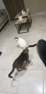 Photo de galerie - J'ai 2 chats 