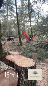 Photo de galerie - Coupe de pin 