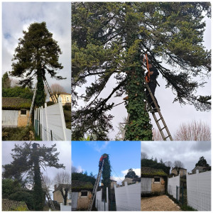 Photo de galerie - Elagage et coupe d'arbres
