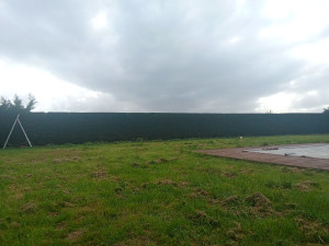 Photo de galerie - Taille de haie.