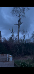 Photo de galerie - élagage d’un boulot  