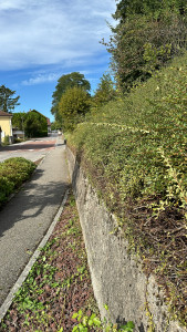 Photo de galerie - Taille de haies et d'arbustes