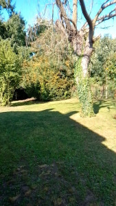 Photo de galerie - Entretien d'un jardin