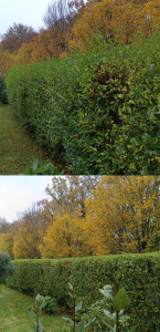 Photo de galerie - Avant/Après 