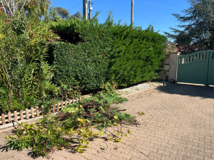 Photo de galerie - Taille des haies 