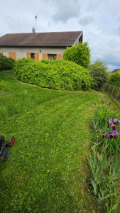 Photo de galerie - Tonte de pelouse 