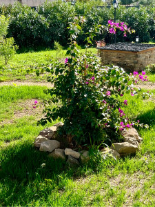 Photo de galerie - Aménagement jardin plus création bâtisse en pierre 