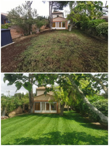 Photo de galerie - Engazonnement grainé, espèce rustique avec critères esthétique mais surtout résistance accrue canicule et diminution hydrique notable. 