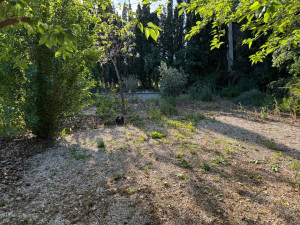 Photo de galerie - Avant désherbage 