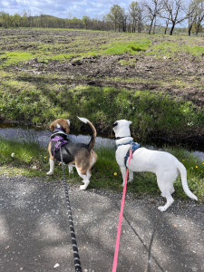 Photo de galerie - Balade double