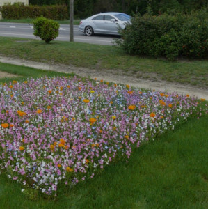 Photo de galerie - Création d’une prairie fleurie dans un jardin 