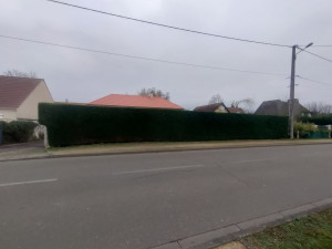 Photo de galerie - Taille haie de cyprès 