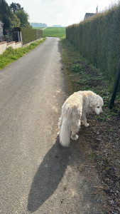 Photo de galerie - Garde chien