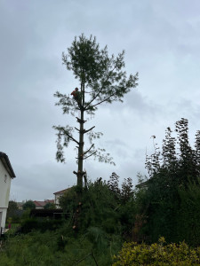 Photo de galerie - Abattage 