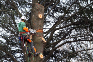 Photo de galerie - Abattage 