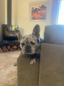 Photo de galerie - Garde chien