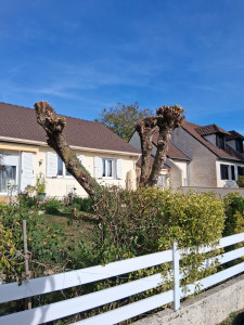 Photo de galerie - Elagage et coupe d'arbres