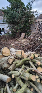 Photo de galerie - Abattage d'arbre