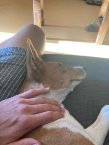 Photo de galerie - Garde chien
