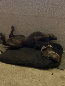 Photo de galerie - Garde de chien 