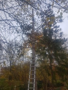 Photo de galerie - Abattage arbre 15 mètres et coupe