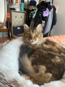 Photo de galerie - Garde chat