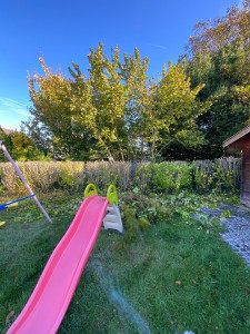 Photo de galerie - Taille d’une haie à hauteur du grillage 