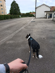 Photo de galerie - Garde chien