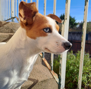 Photo de galerie - Truffiot qui profite du soleil