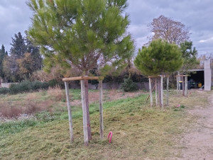 Photo de galerie - Nous faisons tous types de plantation dans vos jardins 