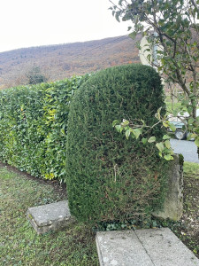 Photo de galerie - Taille arbuste