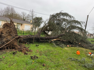 Photo de galerie - Débitage, cèdre, tombé suite à la tempête ⛈️ 
