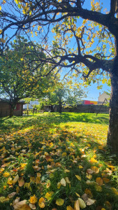 Photo de galerie - Tonte (avant)