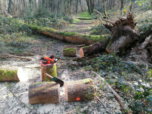 Photo de galerie - Abattages d'abres et façonnage. 