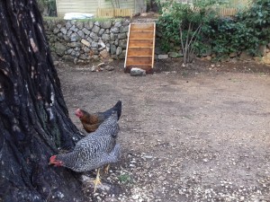 Photo de galerie - Nos poules ,notre petit jardin
