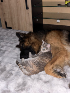 Photo de galerie - Garde d’animaux 