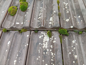 Photo de galerie - Couverture - Toiture