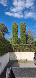 Photo de galerie - Taille de haie et cyprès 