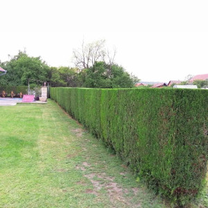 Photo de galerie - Taille de haie et entretien de jardin 