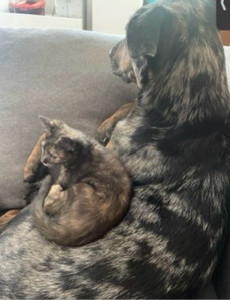 Photo de galerie - Garde animaux