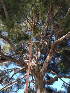 Photo de galerie - Taille bois mort sur pin parasol 