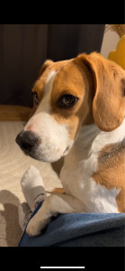 Photo de galerie - Garde beagle 6 ans