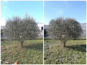 Photo de galerie - Taille ornement olivier