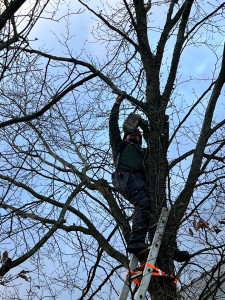 Photo de galerie - Elagage et coupe d'arbres