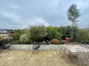 Photo de galerie - Entretien et taille d'un magnifique massif sur une superbe terrasse à Boulogne- Billancourt (92)