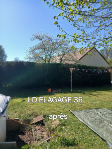 Photo de galerie - Taille de haies et d'arbustes