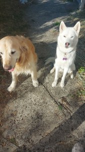 Photo de galerie - Garde chien