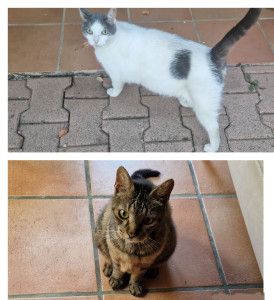 Photo de galerie - Jojo et Géo, deux mignons minets ^^